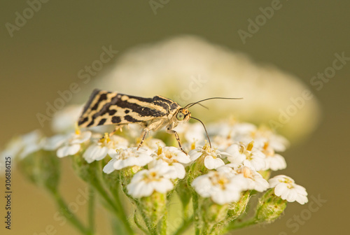 Acontia trabealis butterfly in natural environment, singing nectar on flower photo