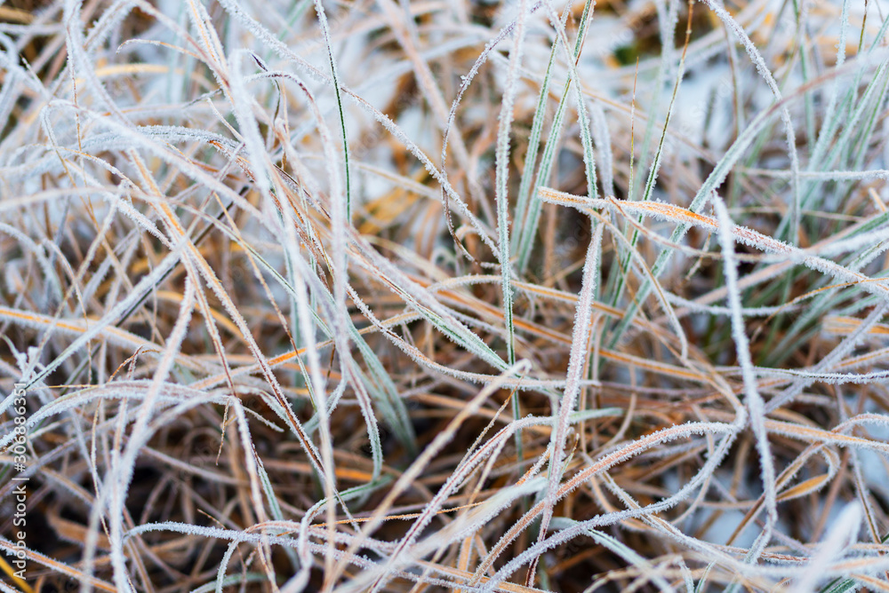 Beautiful winter landscape, frozen grass, background Beautiful winter landscape, frozen grass, background