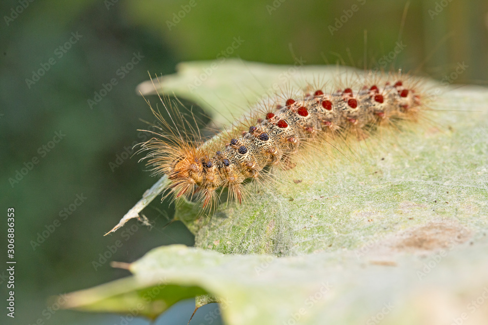 caterpillar Lymantria dispar, the gypsy moth. Lymantria dispar, the gypsy moth, is a species of moth in the family Erebidae. caterpillar Lymantria dispar, the gypsy moth. Lymantria dispar, the gypsy moth, is a species of moth in the family Erebidae.