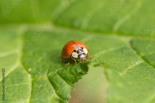 Harlequin Ladybird - Harmonia axyridis - on a plant stem. insect called Asian ladybeetle, Harmonia axyridis. 