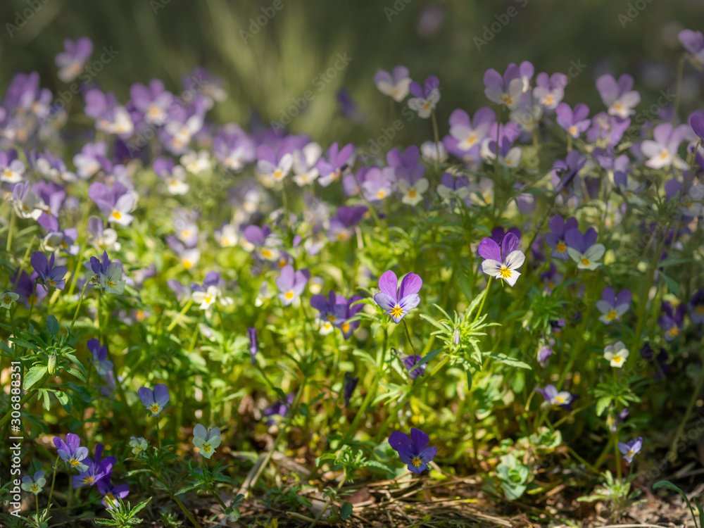 Naklejka premium Wild pansies, Johnny Jump up,Viola tricolor, native European wild flowers blooming on a large rock in a forest, closeup with selective focus