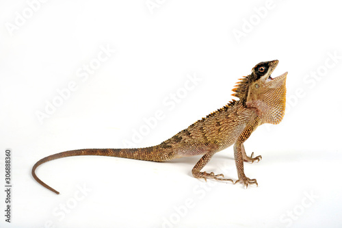 Grüner Nackenstachler (Acanthosaura capra) - mountain horned dragon / green pricklenape photo