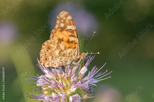 Butterfly (painted lady or vanessa cardui) perched on flowers. Butterfly (Vanessa cardui) on flower. 