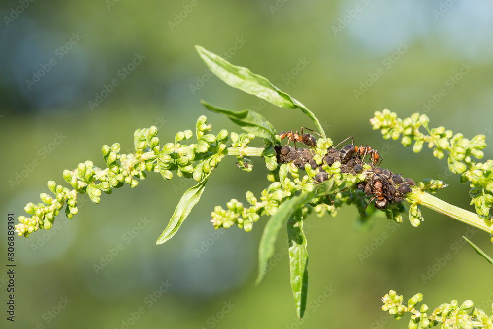 Ants taking care of aphids. Ants taking care of aphids on green background, macro shot. Black ants are taking care of the aphids on the grass. Ants taking care of aphids. Ants taking care of aphids on green background, macro shot. Black ants are taking care of the aphids on the grass.