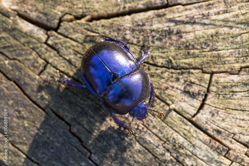 Anoplotrupes stercorosus bug in summer forest, selective focus. Beautiful beetle Anoplotrupes stercorosus. Anoplotrupes stercorosus, known as dor beetle, a species of earth-boring dung beetles.  photo