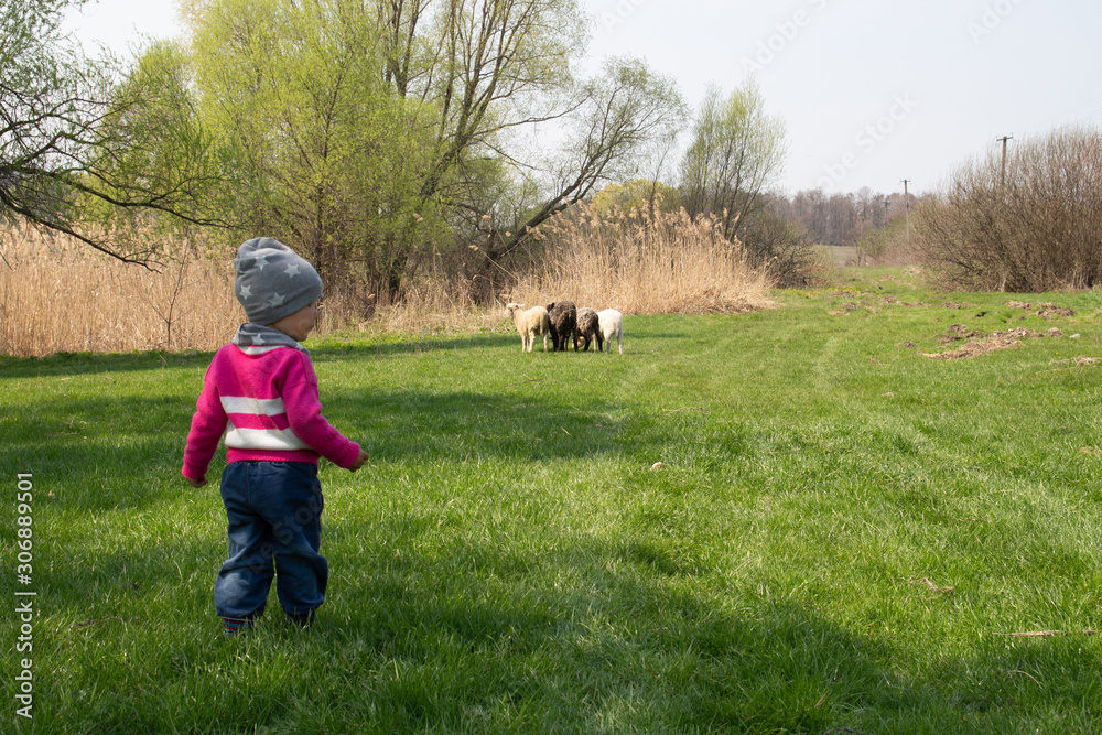 little child in the spring. feeds the sheep, green meadow, village. farm children little child in the spring. feeds the sheep, green meadow, village. farm children