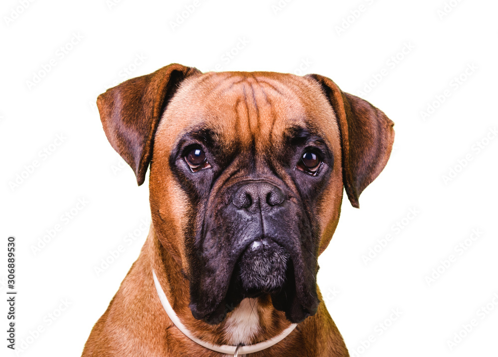 Portrait of cute boxer dog on white backgrounds, isolated