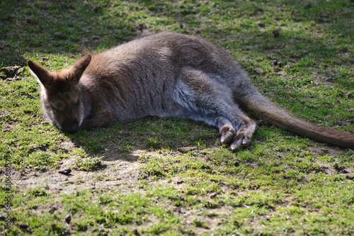 a kangaroo resting on the grass