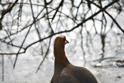 goose called sheldgoose near the pond photo