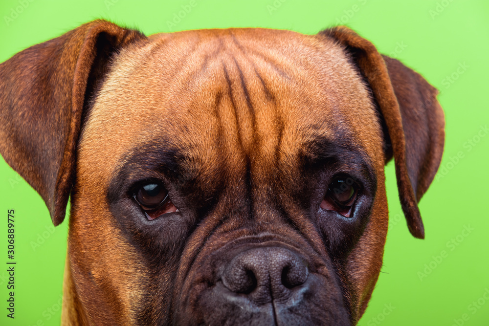 Portrait of cute boxer dog on colorful backgrounds, green, close up