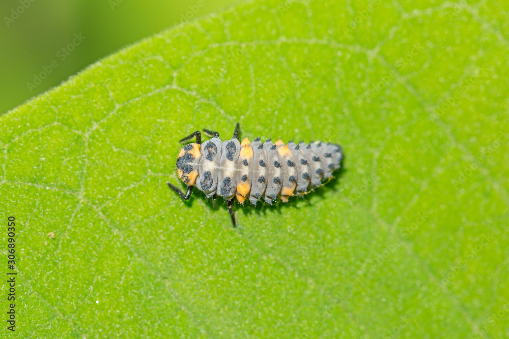 The larva of Coccinella septempunctata, the seven-spot ladybird is the most common ladybird in Europe. Larva a ladybird (Coccinella septempunctata) in the natural environment, close-up. The larva of Coccinella septempunctata, the seven-spot ladybird is the most common ladybird in Europe. Larva a ladybird (Coccinella septempunctata) in the natural environment, close-up.