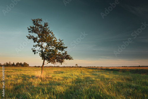 Lonely deciduous tree growing in the meadow