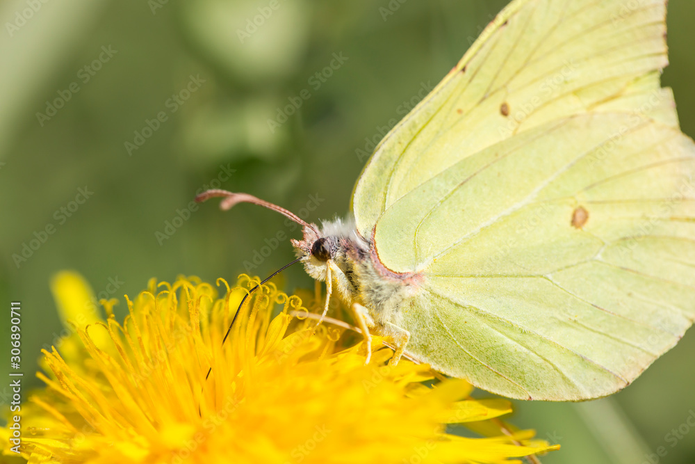 A common brimstone butterfly (Gonepteryx rhamni) sitting on a flower. Gonepteryx rhamni (known as the common brimstone) is a butterfly of the family Pieridae. A common brimstone butterfly (Gonepteryx rhamni) sitting on a flower. Gonepteryx rhamni (known as the common brimstone) is a butterfly of the family Pieridae.