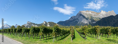 panorama view of mountain landscape and Pinot Noir vineyards in the Swiss Alps