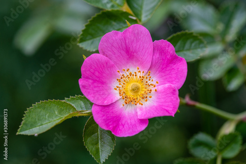 Close up of a beautiful pink dog rose with yellow center