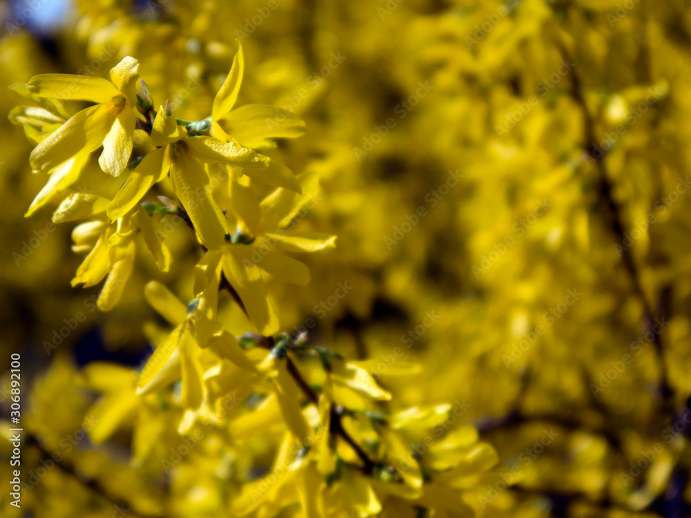 The branches of blooming Forsythia Intermedia covered with bright yellow flowers growing in the park The branches of blooming Forsythia Intermedia covered with bright yellow flowers growing in the park