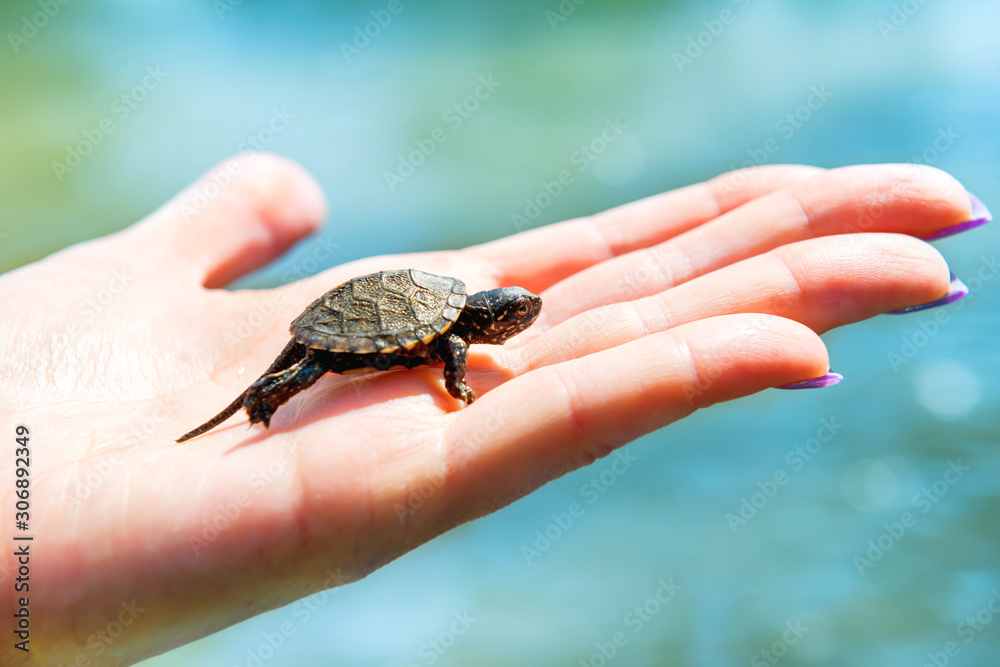 Small sea turtle crawling up on woman's hand with blue water background Small sea turtle crawling up on woman's hand with blue water background
