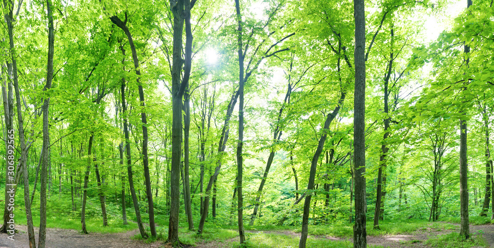 Green forest landscape panorama with trees and sun light going through leaves Green forest landscape panorama with trees and sun light going through leaves