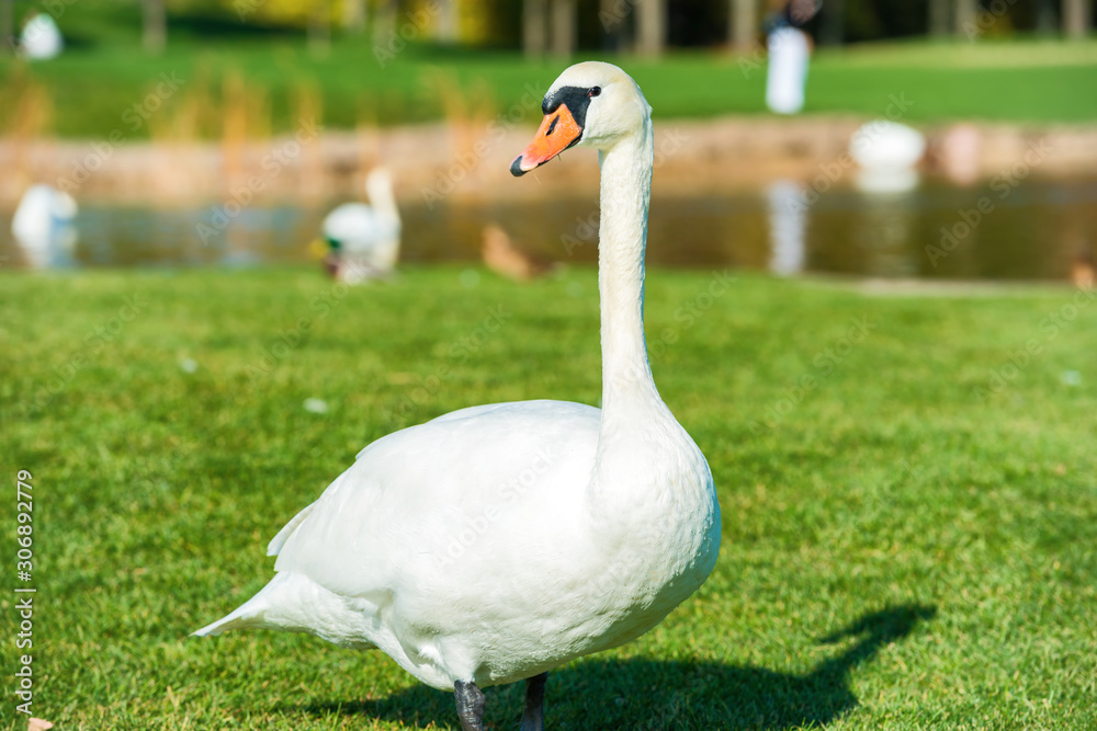 White swan walking on green grass near lake White swan walking on green grass near lake