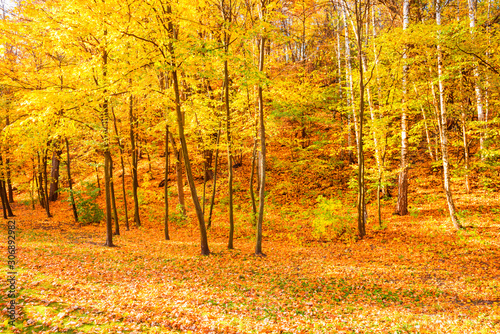 Autumn sunny forest with red trees and fallen leaves 