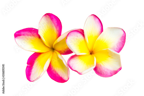 Two pink and yellow frangipani plumeria flowers with isolated petals on white background