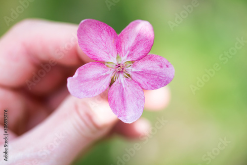 Blossom of pink sakura flowers in a hand over soft green grass background