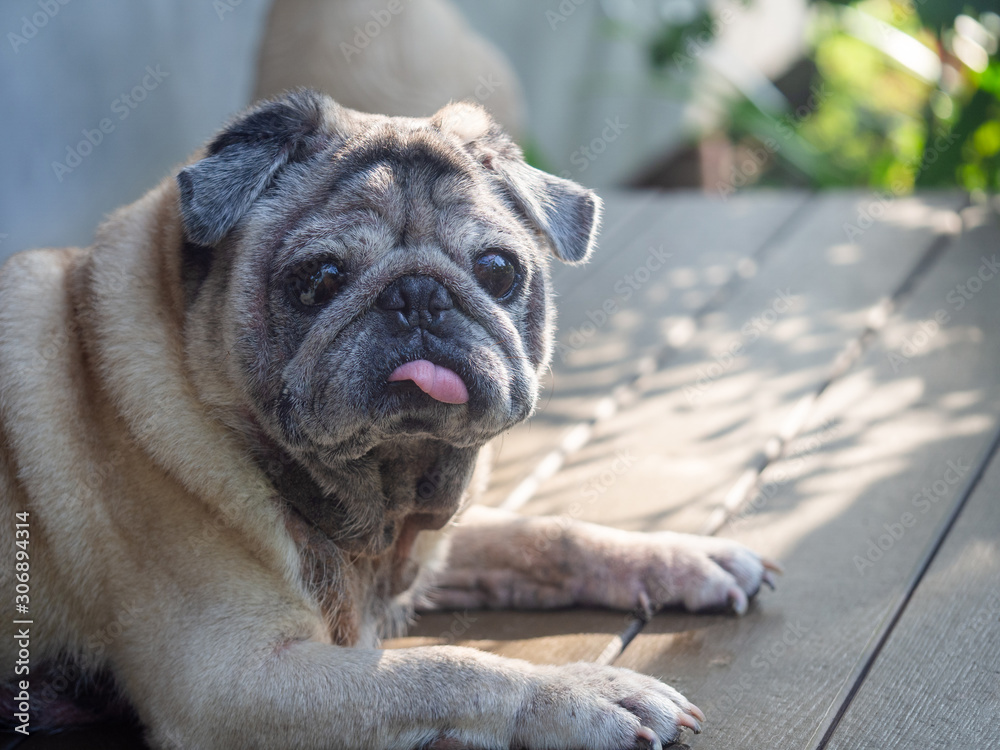 An old pug dog Lying on the balcony of the house