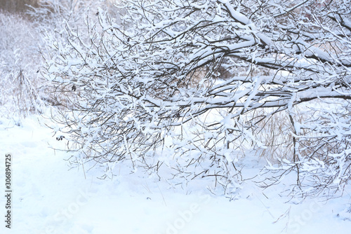 white snow lying on tree branches in winter