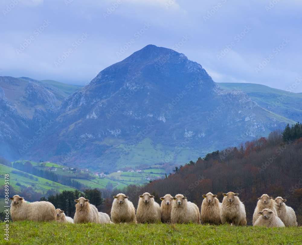 Fototapeta premium Sheep grazing in a meadow with Mount Txindoki in the background, Gipuzkoa, Euskadi