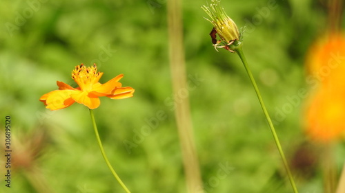 Colorful of Sulphur Cosmo flowers in the garden. Yellow Sulphur Cosmo flowers  with monarch butterflybackground. photo