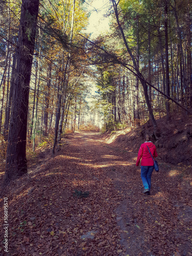 Autumn leaves in the forest 