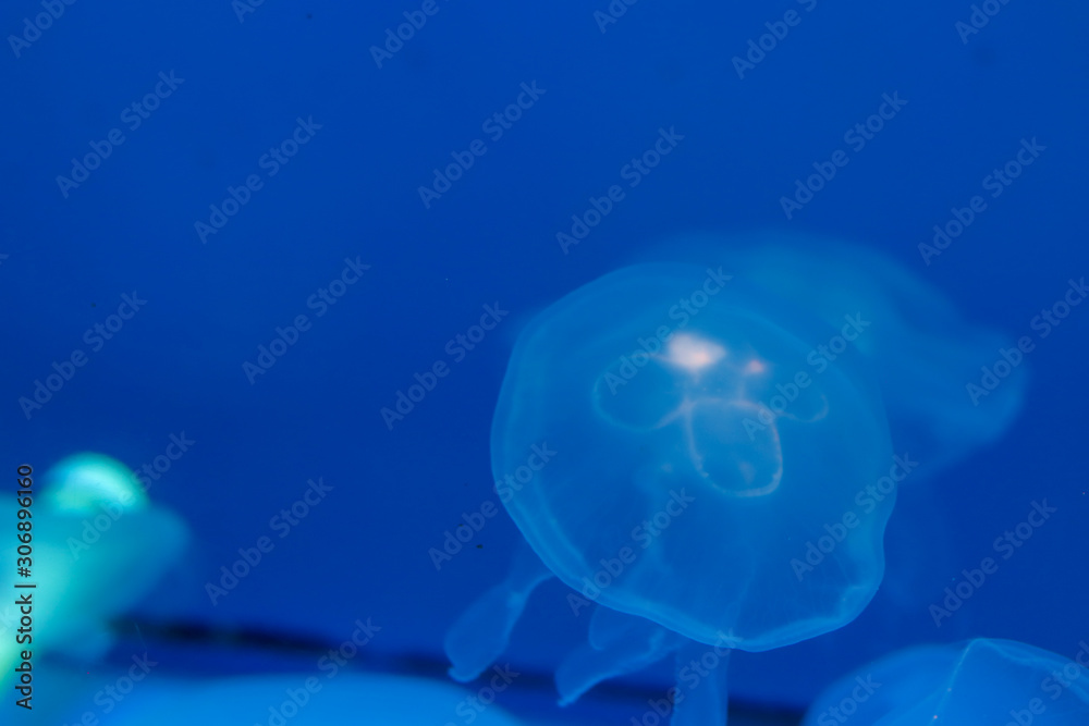 Transparent jellyfish on a background with blue backlight. Jelly with lighting. Life in the ocean, unusual and exotic tourism. Diving and travel, copy space