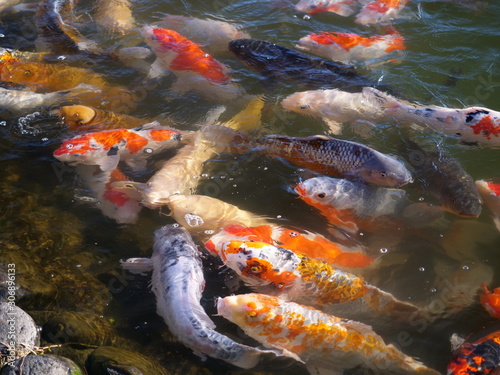 ニシキゴイ, 鯉, 魚, 池, 赤, オレンジ, 湖, 日本, 魚, カラフル, たくさんの © Seigen