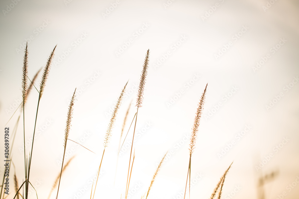 Fototapeta premium grass flower/grass/grass flower background in nature.golden of grass flower on sunrise in countryside.soft and blur style for background