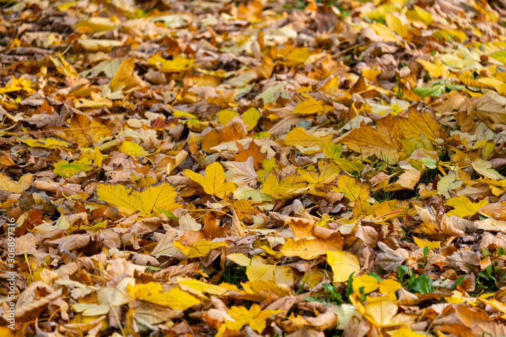 colorful fallen leaves from tree in autumn