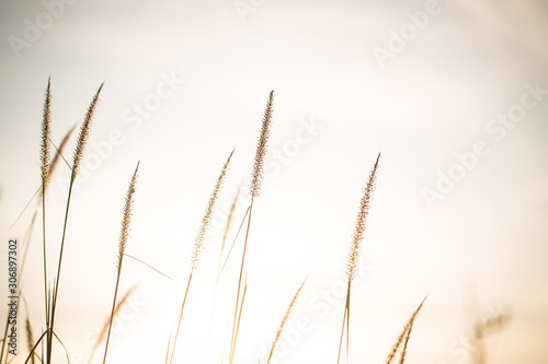 grass flower/grass/grass flower background in nature.golden of grass flower on sunrise in countryside.soft and blur style for background