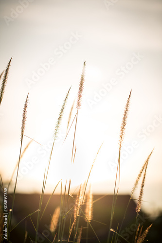 grass flower/grass/grass flower background in nature.golden of grass flower on sunrise in countryside.soft and blur style for background