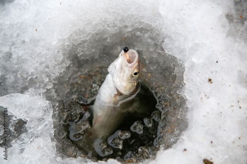 in winter the fish is pulled out of the hole photo