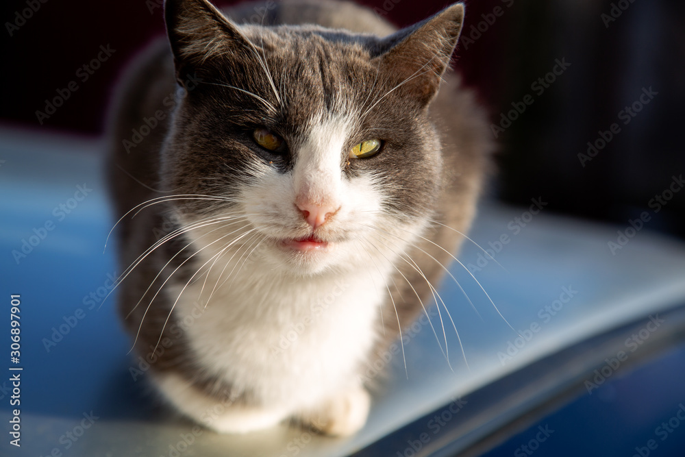 a cat sits on a car roof on a sunny day