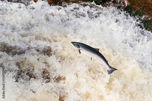 large wild atlantic salmon leaping on water