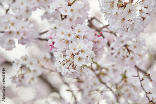 sakura © JIN AKAISHI