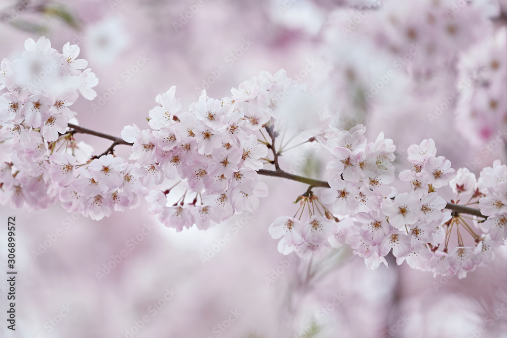 Obraz premium sakura