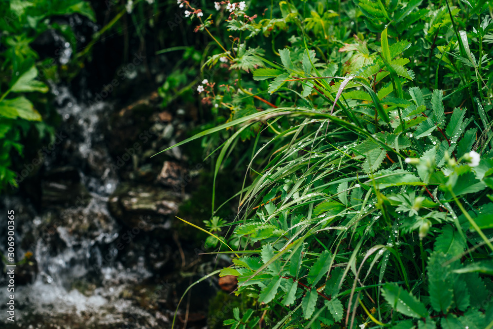Scenic background with clear spring water stream among lush grasses. Mountain creek on rock with thick fresh greenery and many small flowers. Droplets on grass. Colorful backdrop of rich alpine flora. Scenic background with clear spring water stream among lush grasses. Mountain creek on rock with thick fresh greenery and many small flowers. Droplets on grass. Colorful backdrop of rich alpine flora.