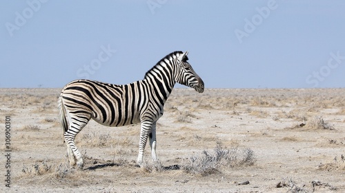 Zebra 1 Etosha © Martin