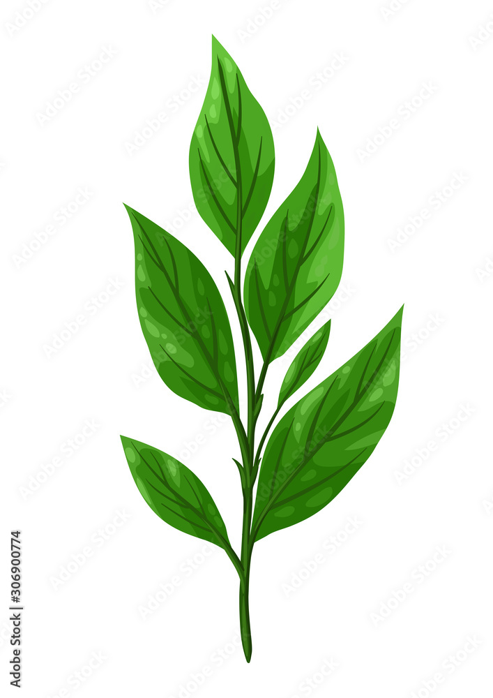 Illustration of sprig with green leaves. Illustration of sprig with green leaves.