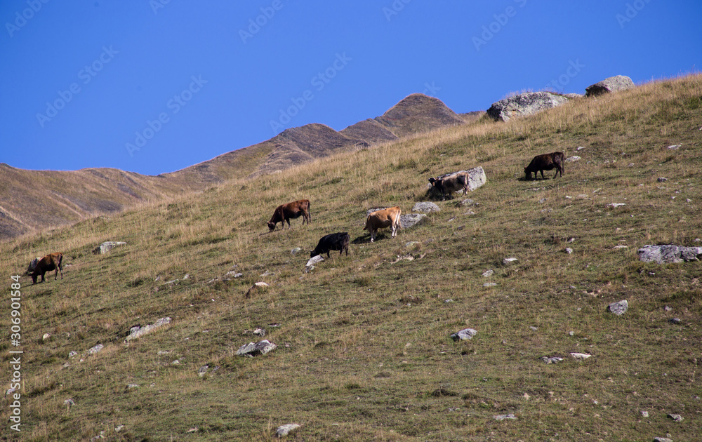 cows on the slopes of mountains, georgia