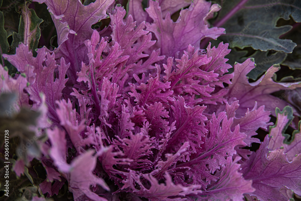 autumn background in close-up of decorative cabbage growing in the garden in the cold November sun