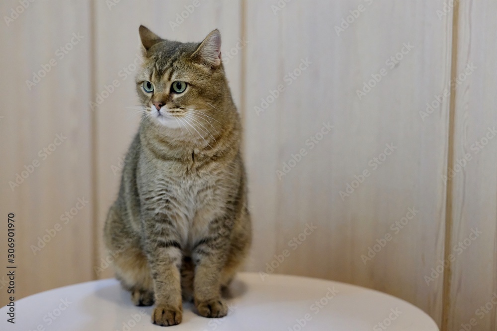 close up one cute British Shorthair Cat standing on white table. blur brown wall background 