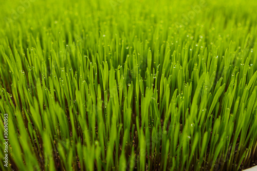green organic wheat grass growing in greenhouse
