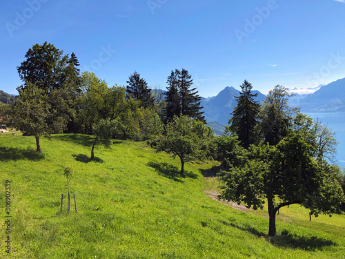 Alpine pastures and meadows on the glades on the slopes of the Mountain Bürgenstock (Buergenstock or Burgenstock) above Lake Luzerne or Vierwaldstaettersee (Vierwaldsattersee) - Switzerland photo